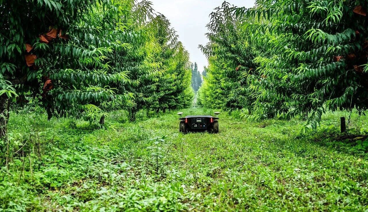Wheeled R1 autonomous mower driving between rows in a fruit orchard