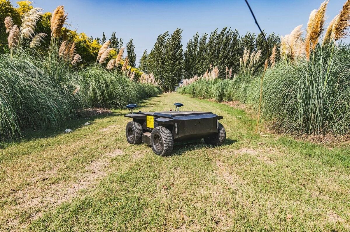 Electric autonomous wheeled mower on a mown path between tall ornamental grass